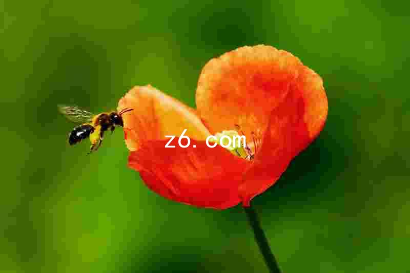 z6.com